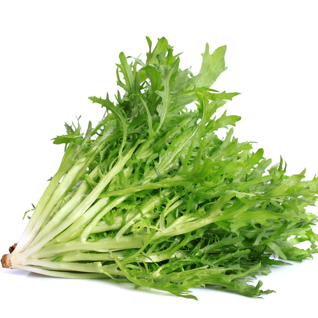 Organic Endive Ruffec Herb Vegetable Seeds - myBageecha