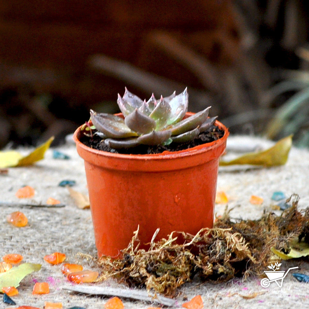 Echeveria 'Black Prince' Plants myBageecha - myBageecha