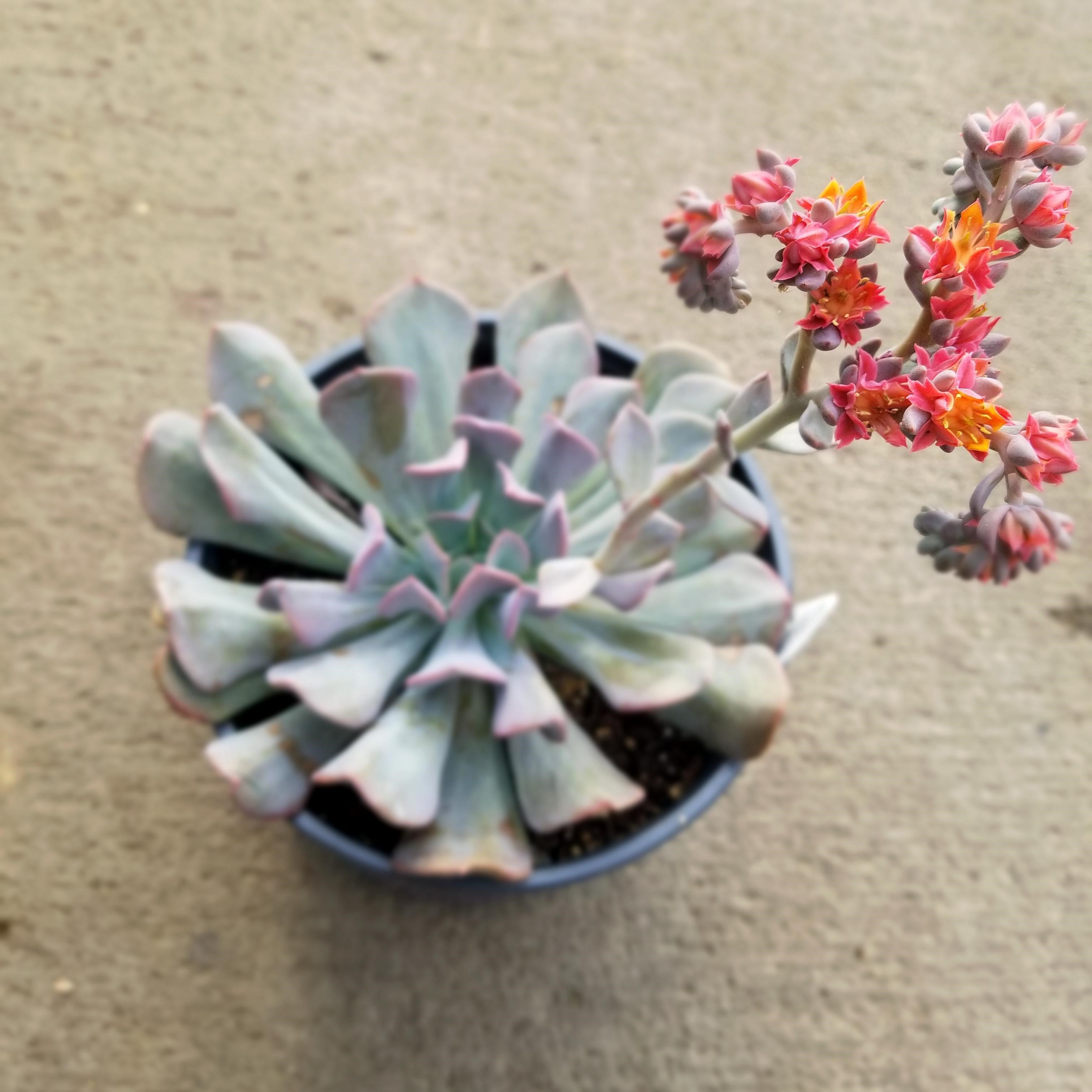 Echeveria Cubic Frost Succulent Plant - myBageecha