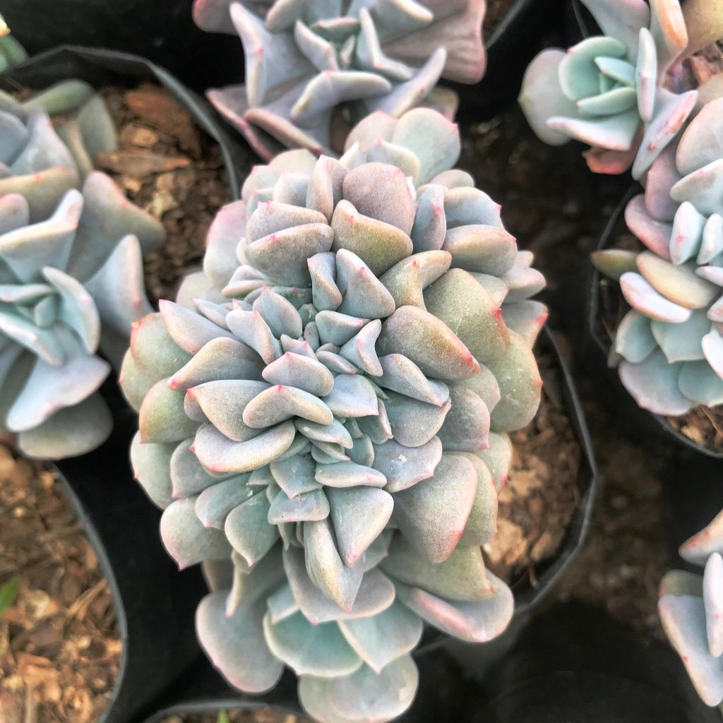 Echeveria Cubic Frost Succulent Plant - myBageecha
