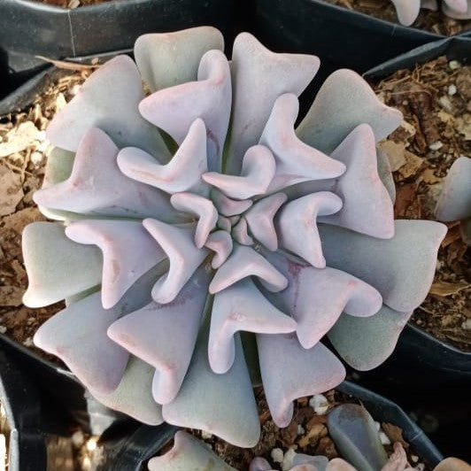 Echeveria Cubic Frost Succulent Plant - myBageecha