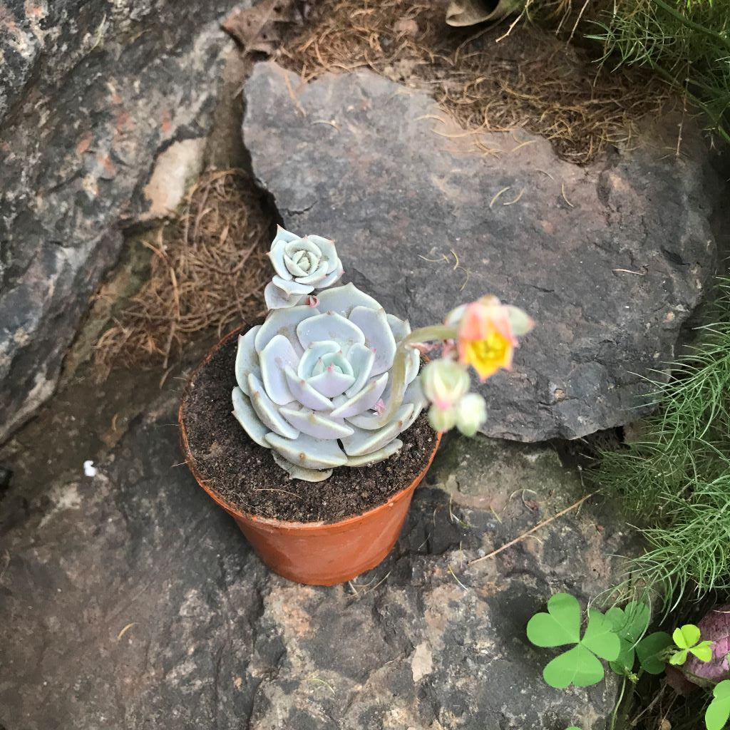 Echeveria Lola Succulent Plant - myBageecha