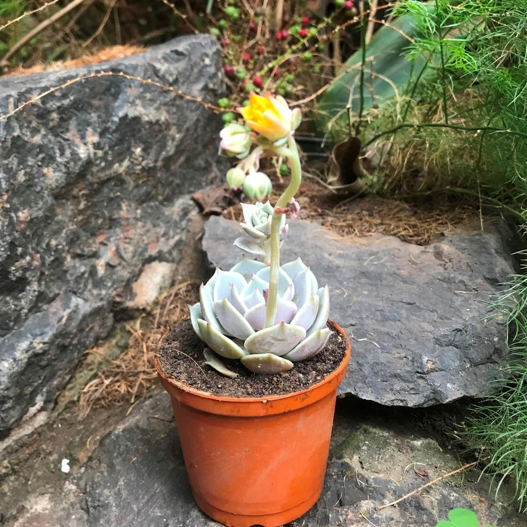 Echeveria Lola Succulent Plant - myBageecha