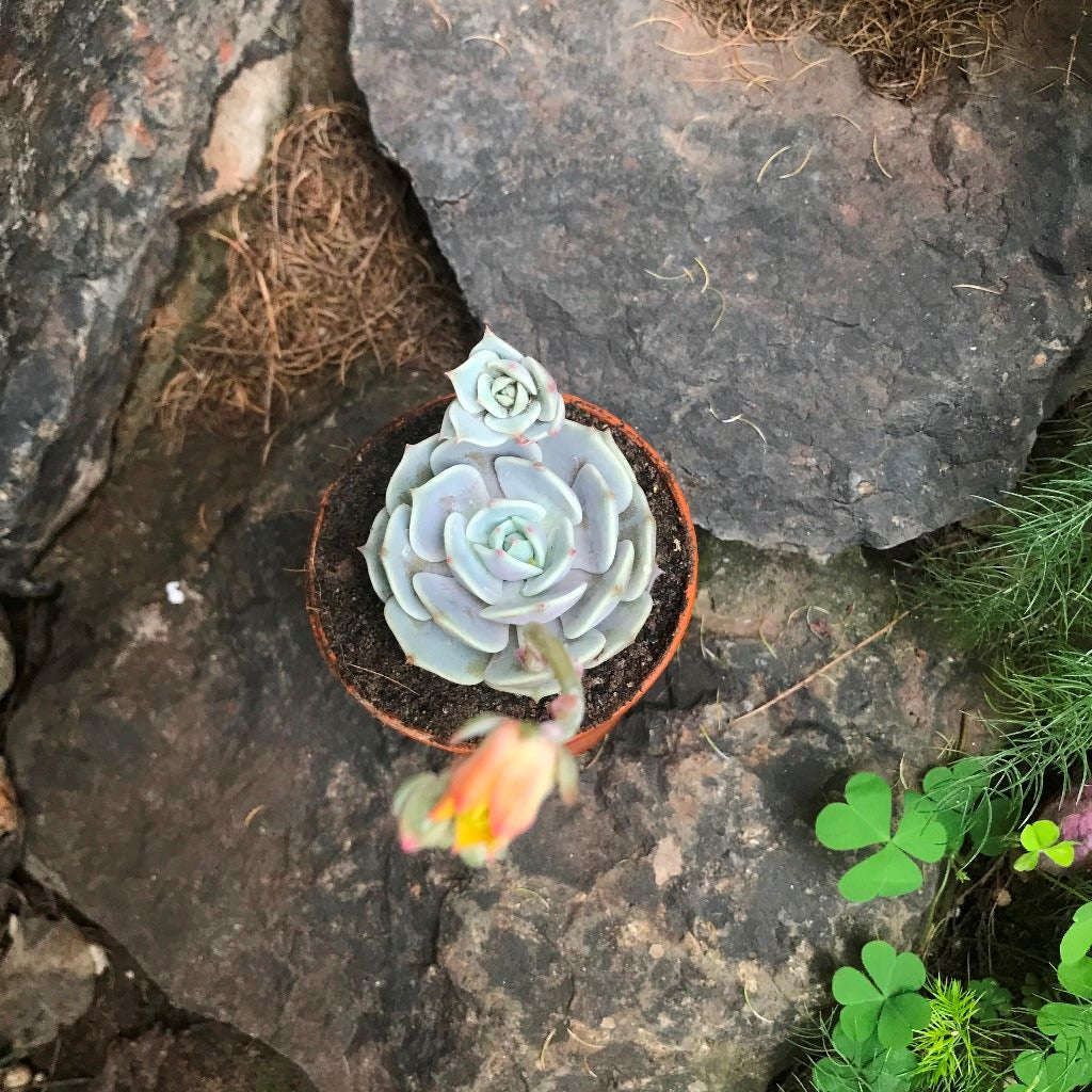 Echeveria Lola Succulent Plant - myBageecha