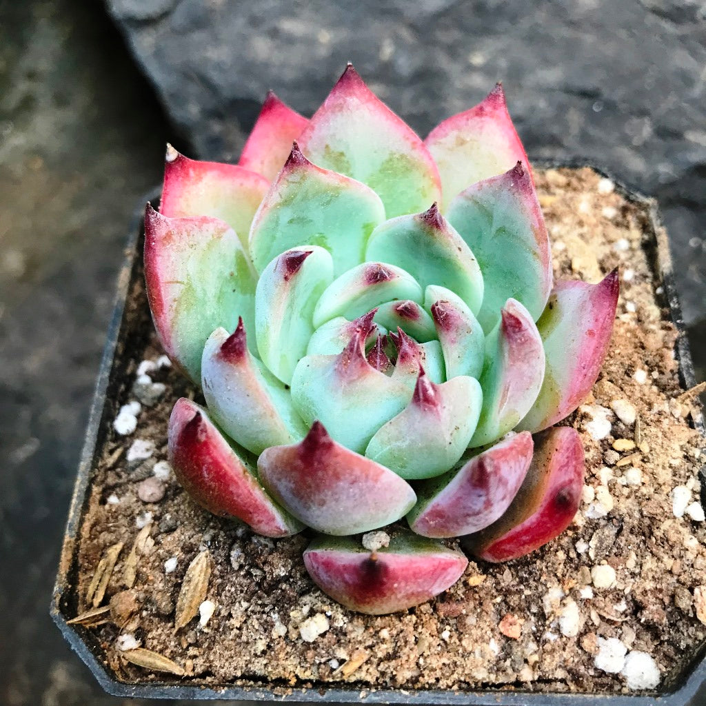 Echeveria White Zaragosa Succulent Plant - myBageecha