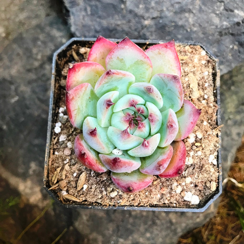 Echeveria White Zaragosa Succulent Plant - myBageecha