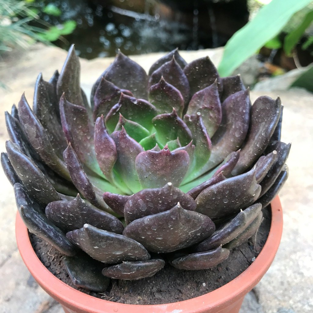 Echeveria Black Prince Succulent Plant - myBageecha