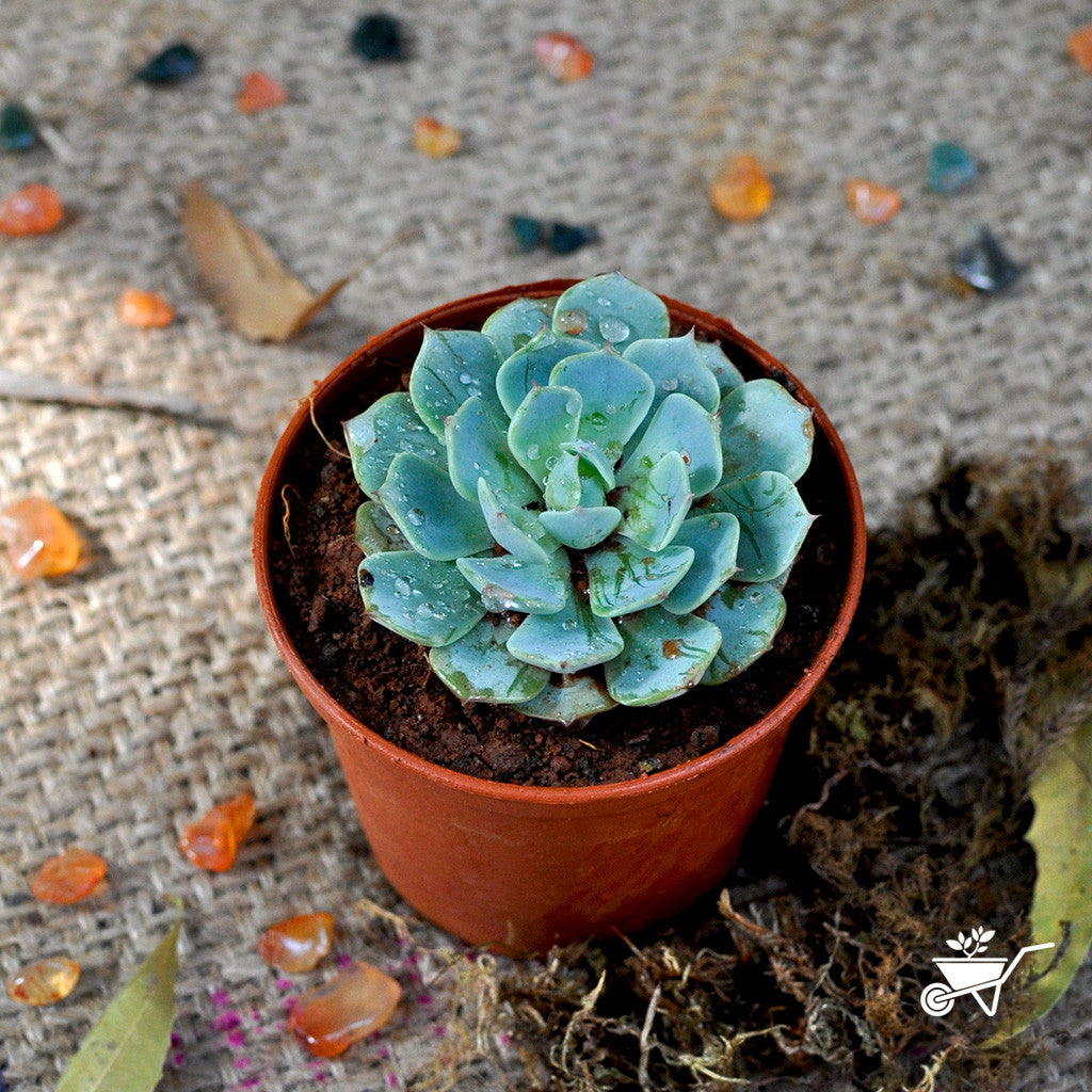 Echeveria Elegans Plants myBageecha - myBageecha