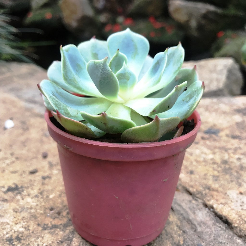 Echeveria Imbricata Blue Rose Succulent Plant - myBageecha