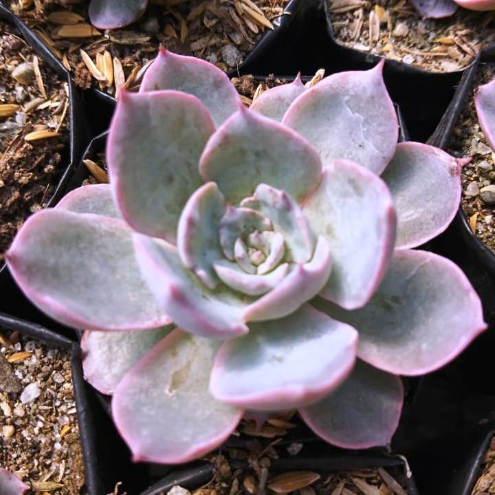 Echeveria Lilacina Succulent Plant - myBageecha
