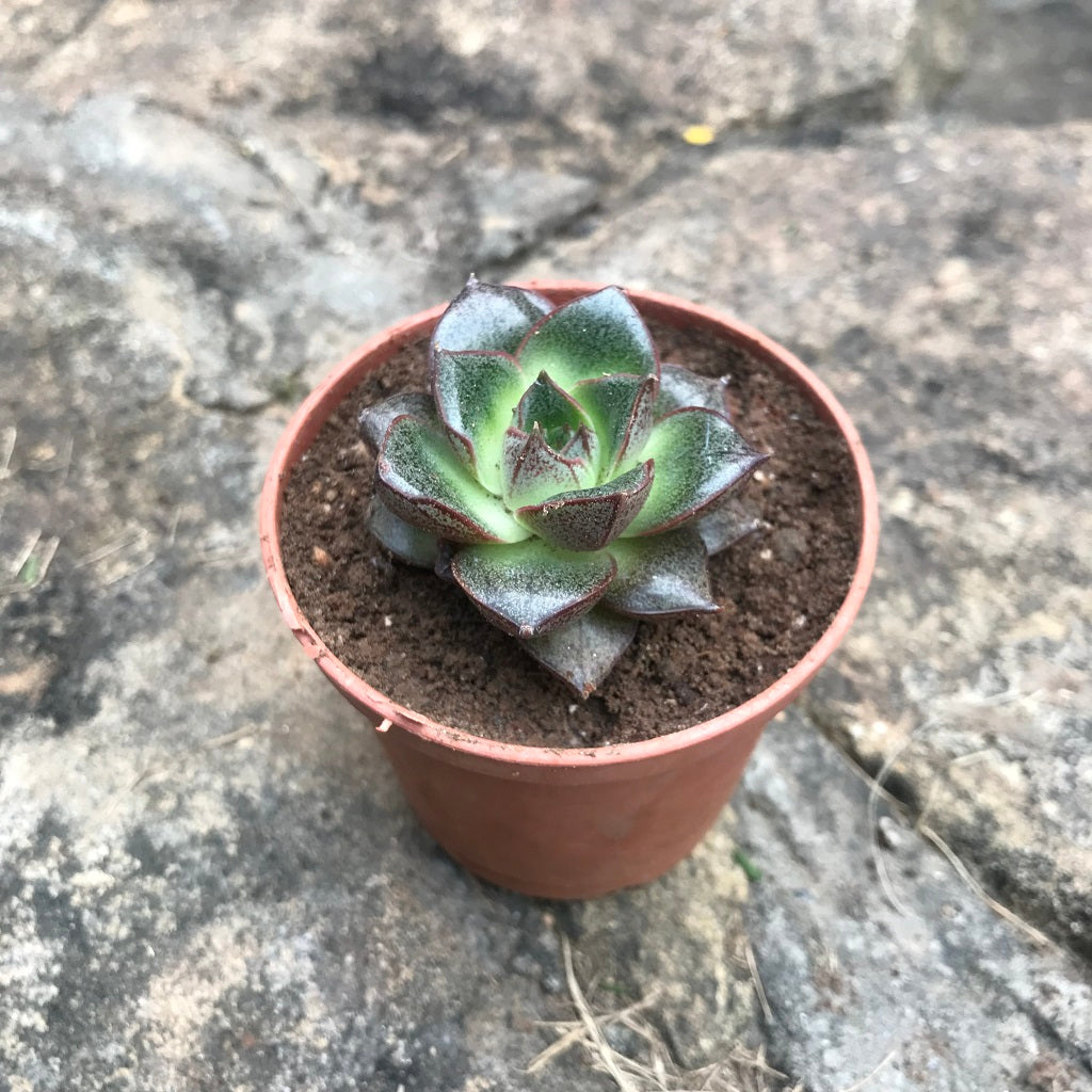 Echeveria Purpusorum Succulent Plant - myBageecha