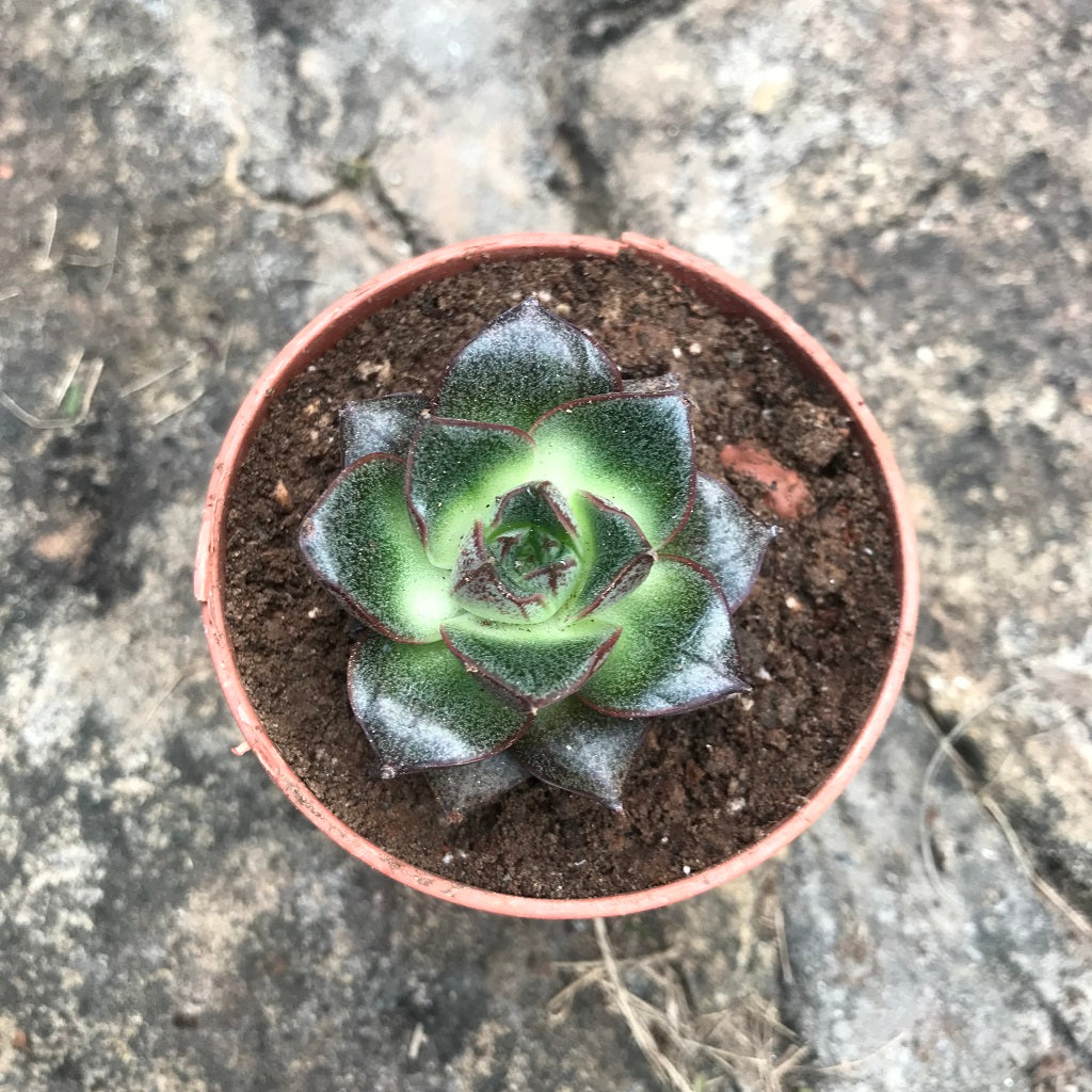 Echeveria Purpusorum Succulent Plant - myBageecha