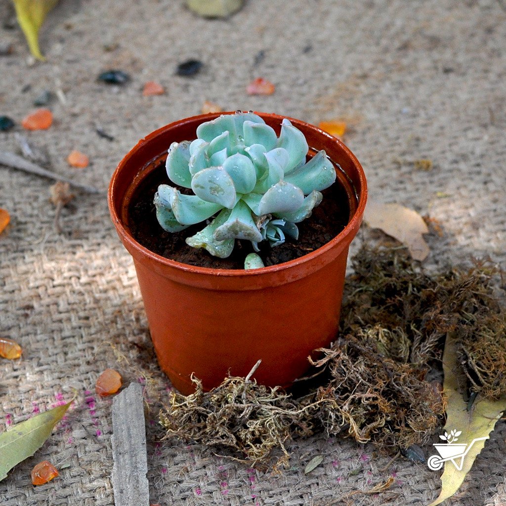 Pack of 4 Tiny Window Succulent Plants - myBageecha