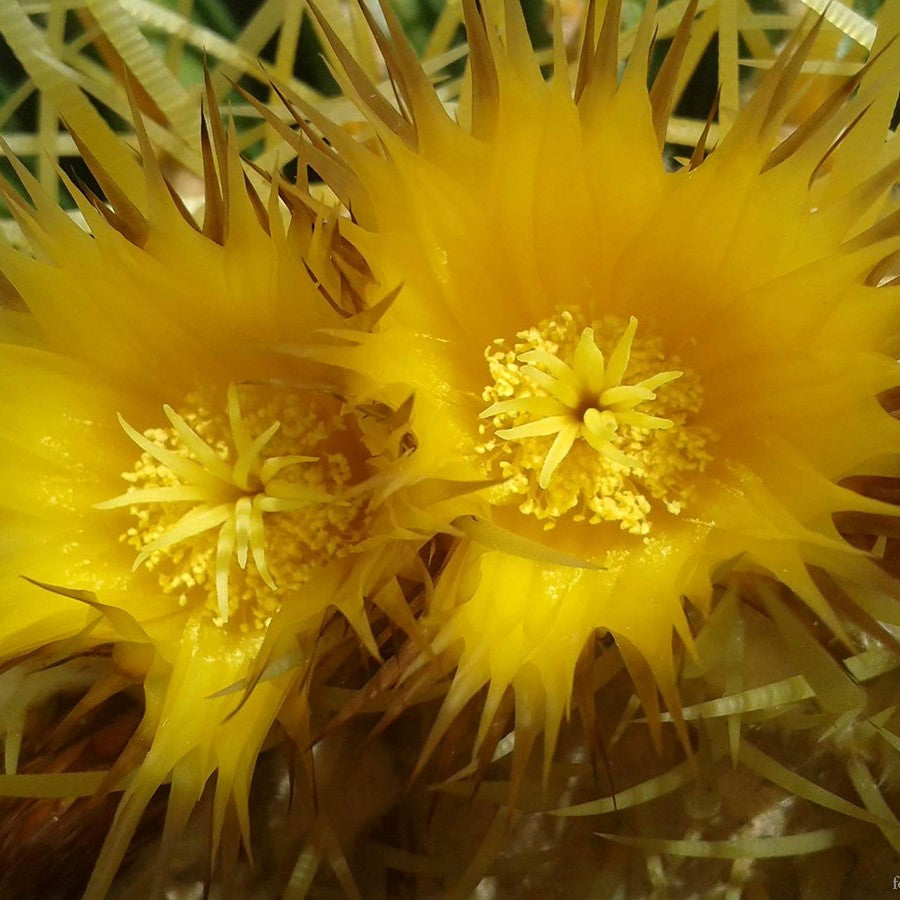 Echinocactus Grusonii Albispina Cactus Plant - myBageecha
