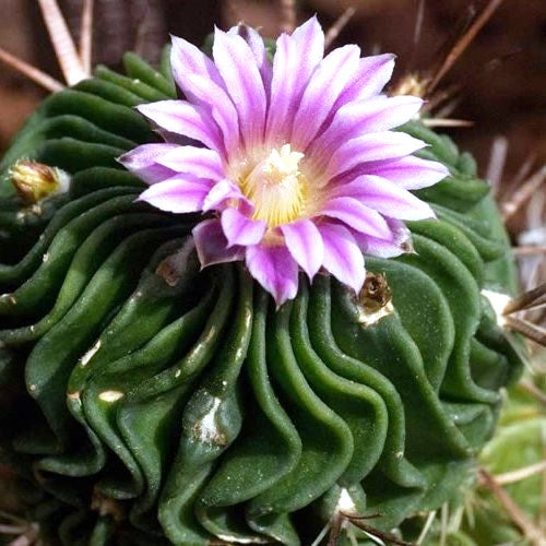 Echinofossulocactus Multicostatus Cactus Plant - myBageecha