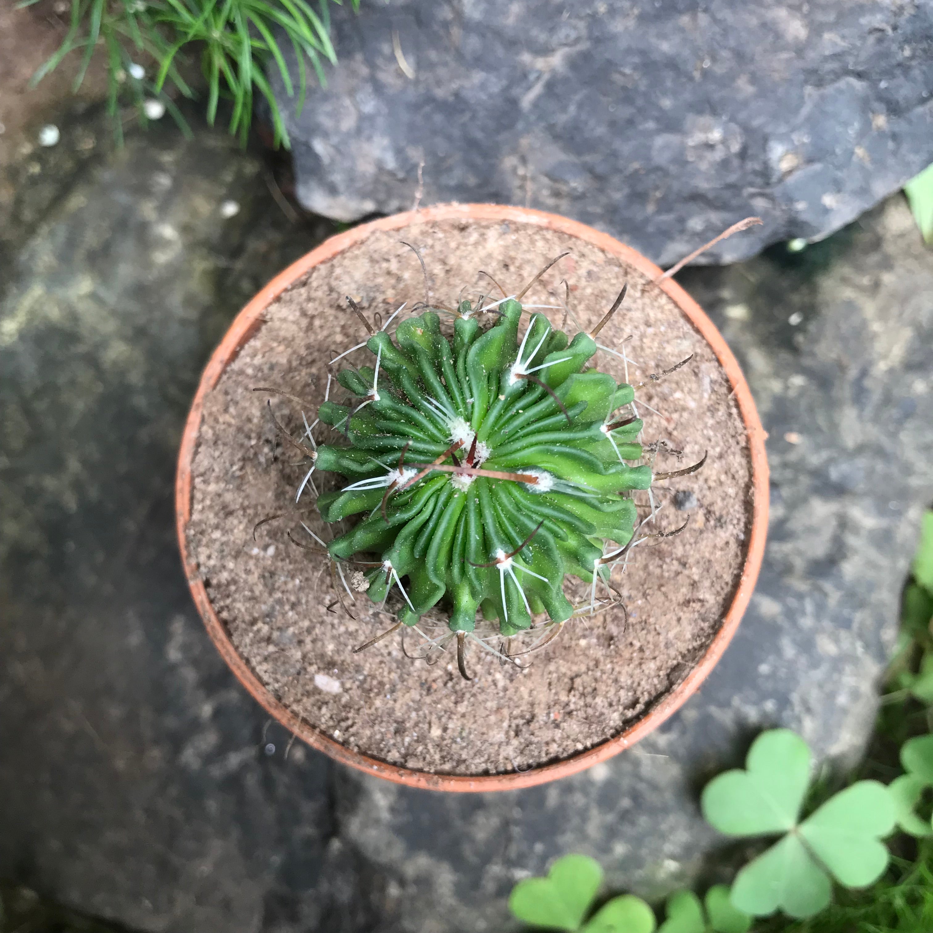 Echinofossulocactus Multicostatus Cactus Plant - myBageecha
