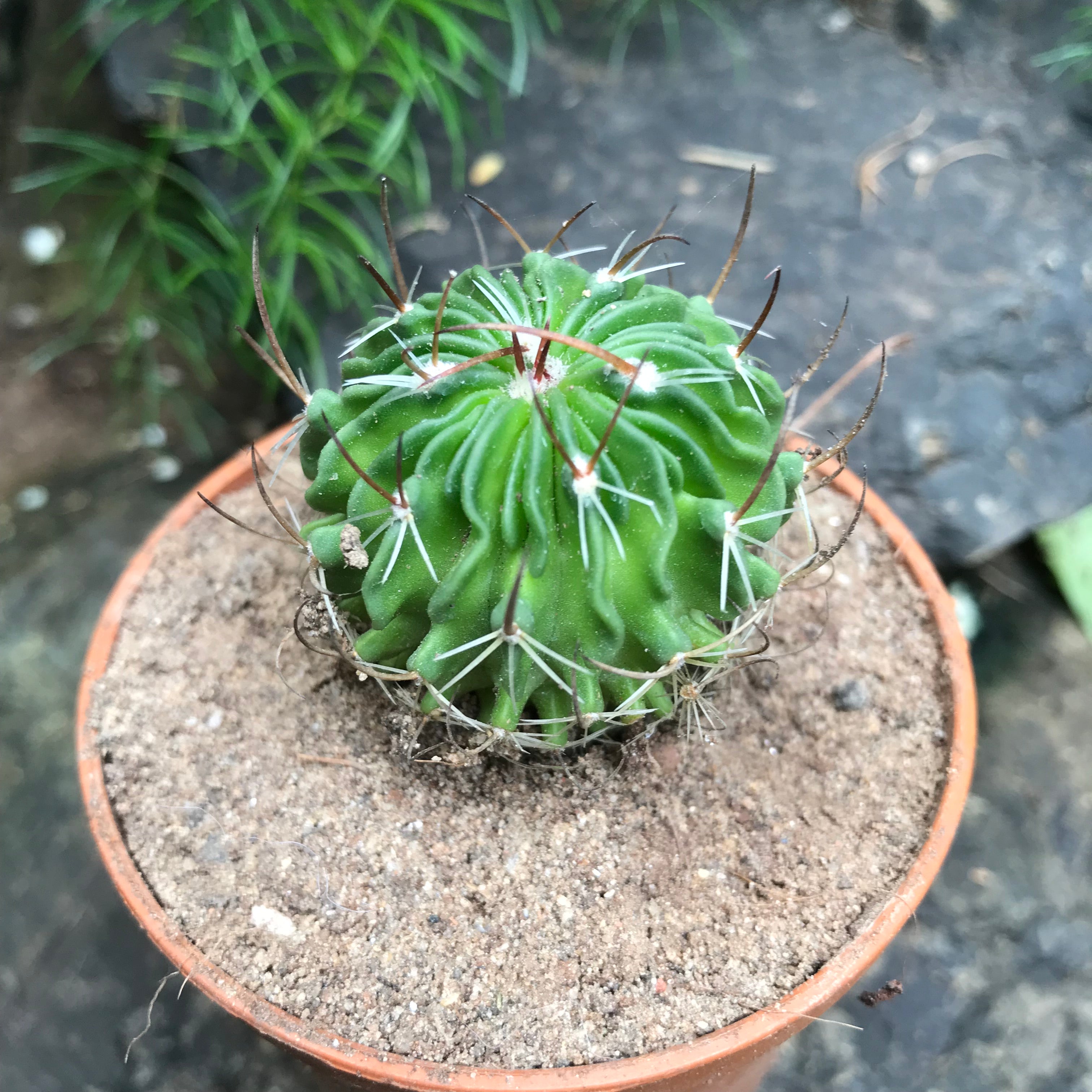 Echinofossulocactus Multicostatus Cactus Plant - myBageecha