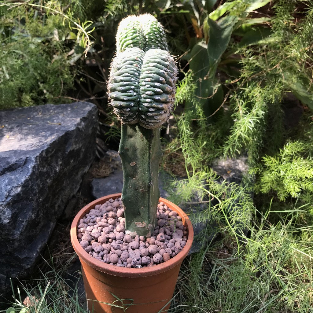 Echinopsis pentlandii f. Cristata Cactus Plant - myBageecha