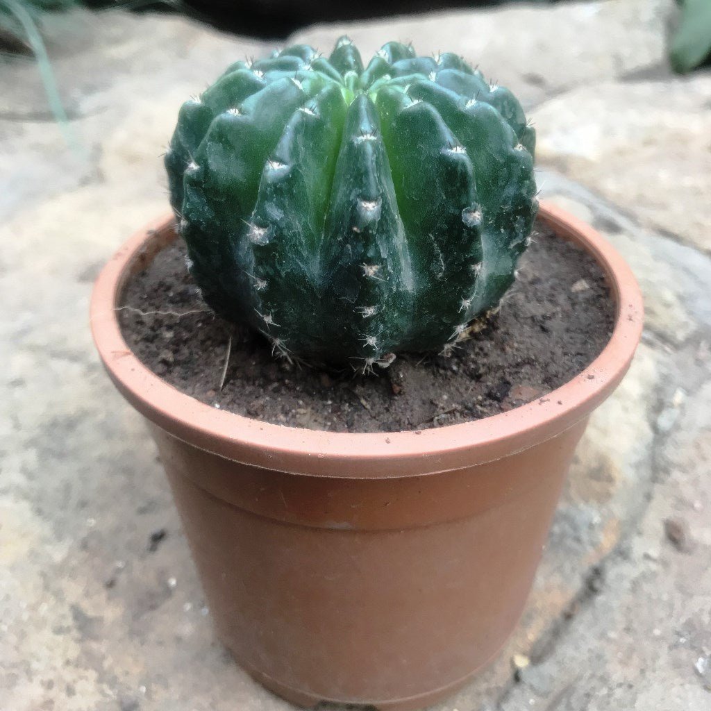 Echinopsis Eyriesii Cactus Plant - myBageecha