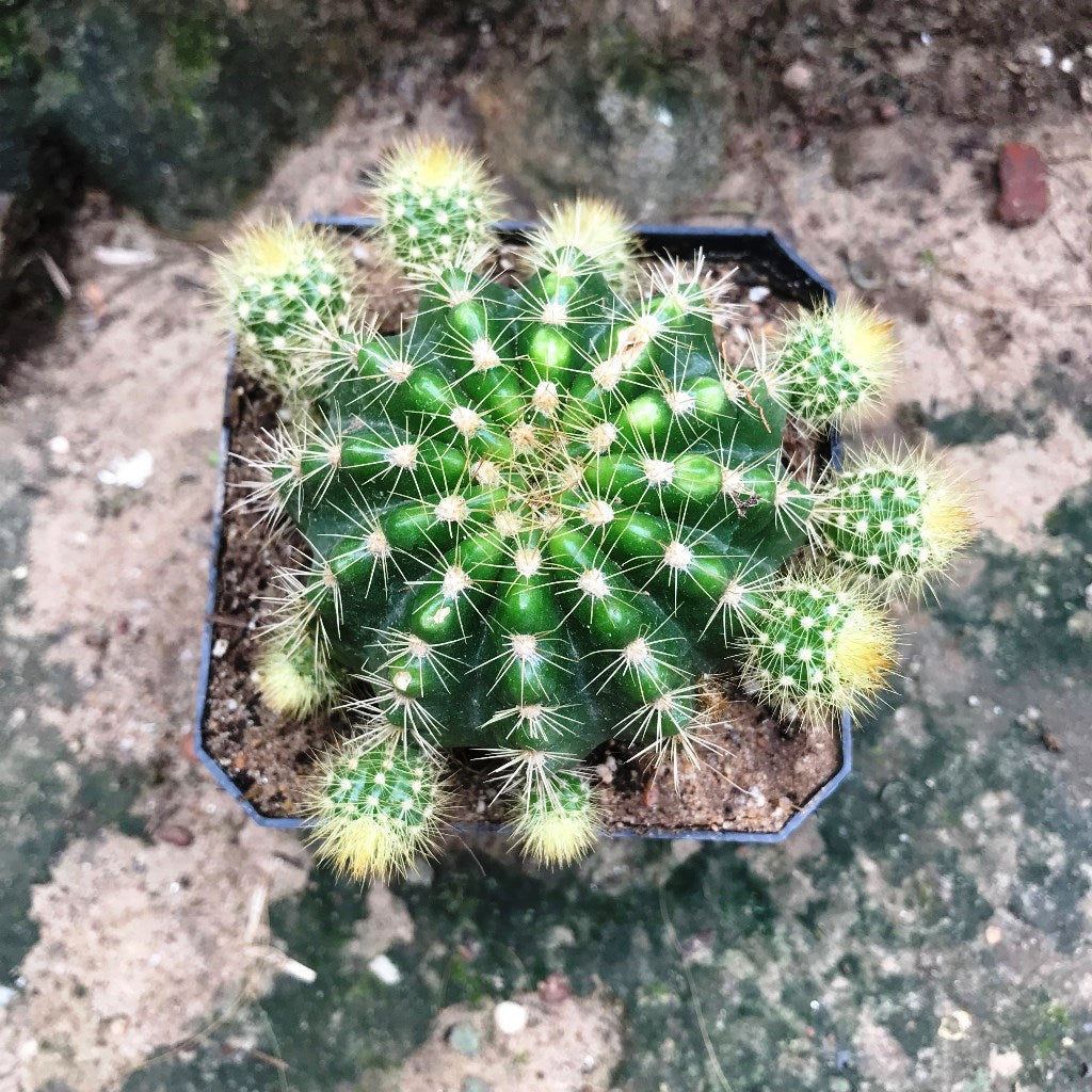 Echinopsis Rainbow Bursts Cactus Plant - myBageecha