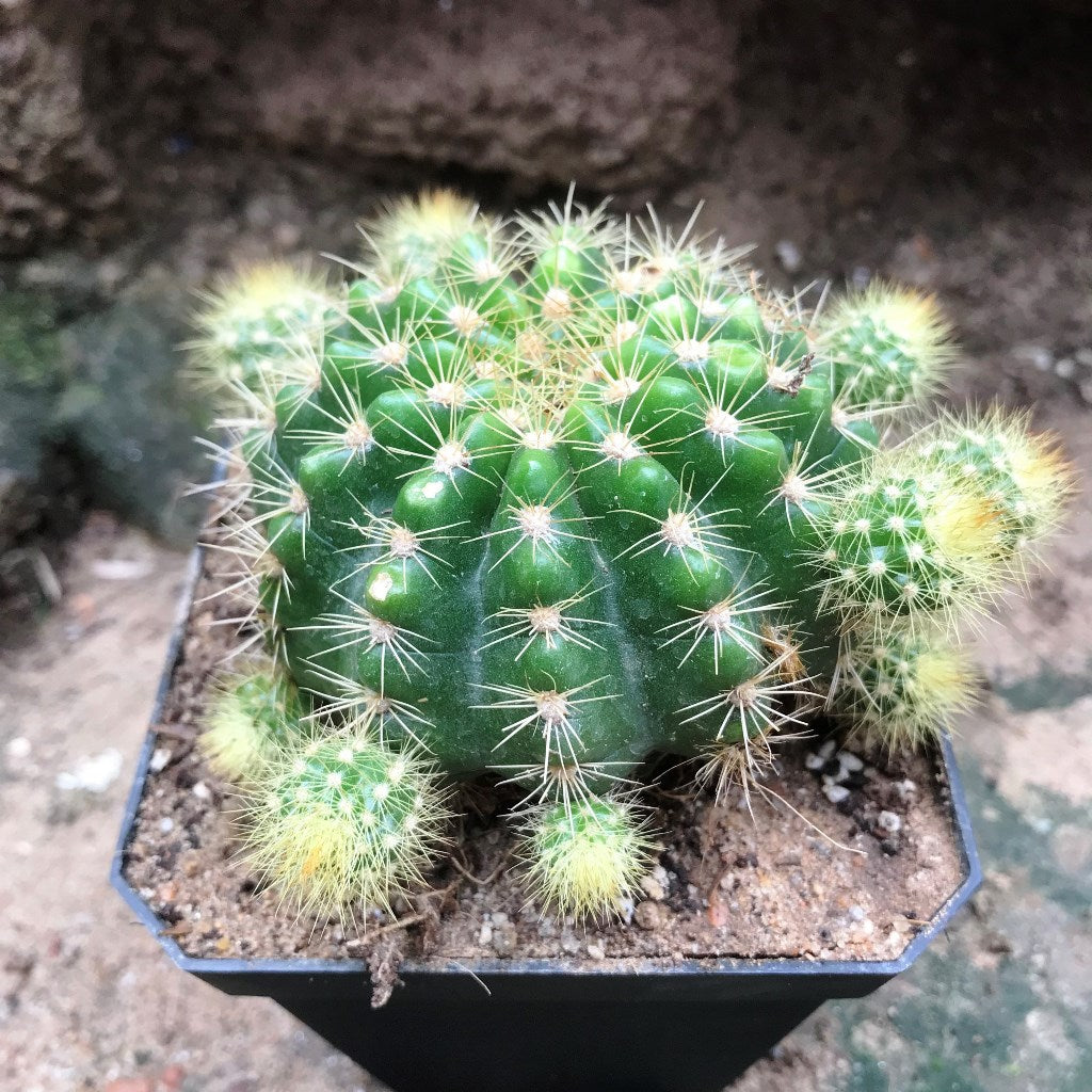 Echinopsis Rainbow Bursts Cactus Plant - myBageecha