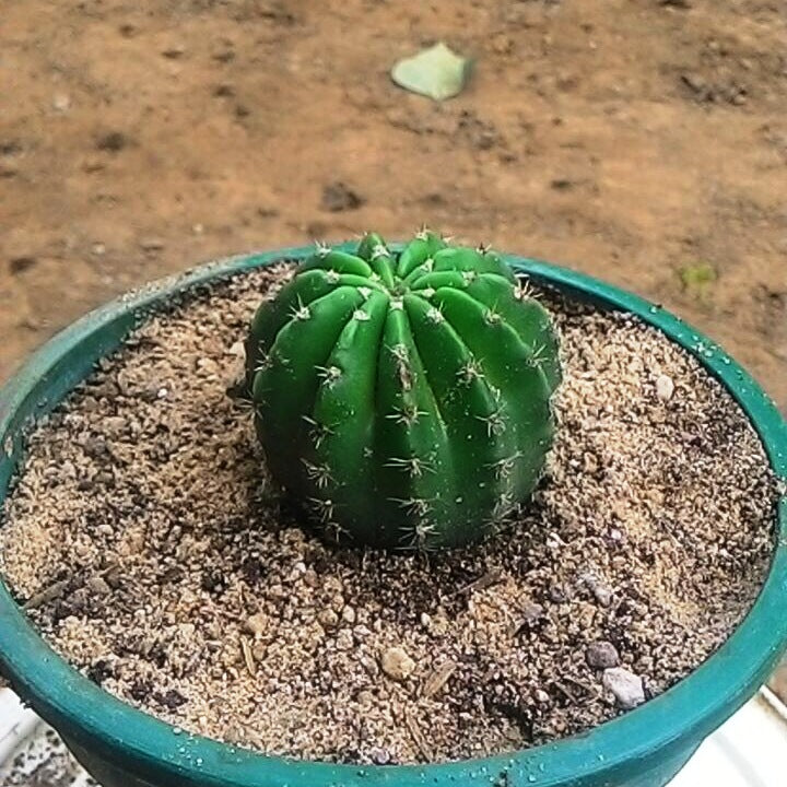 Echinopsis Oxygona Cactus Plant - myBageecha