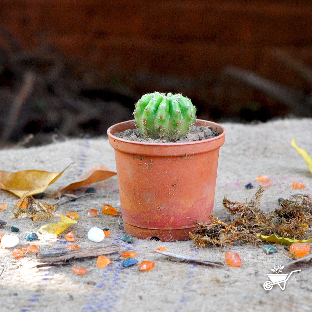 Echinopsis Terscheckii Plants myBageecha - myBageecha