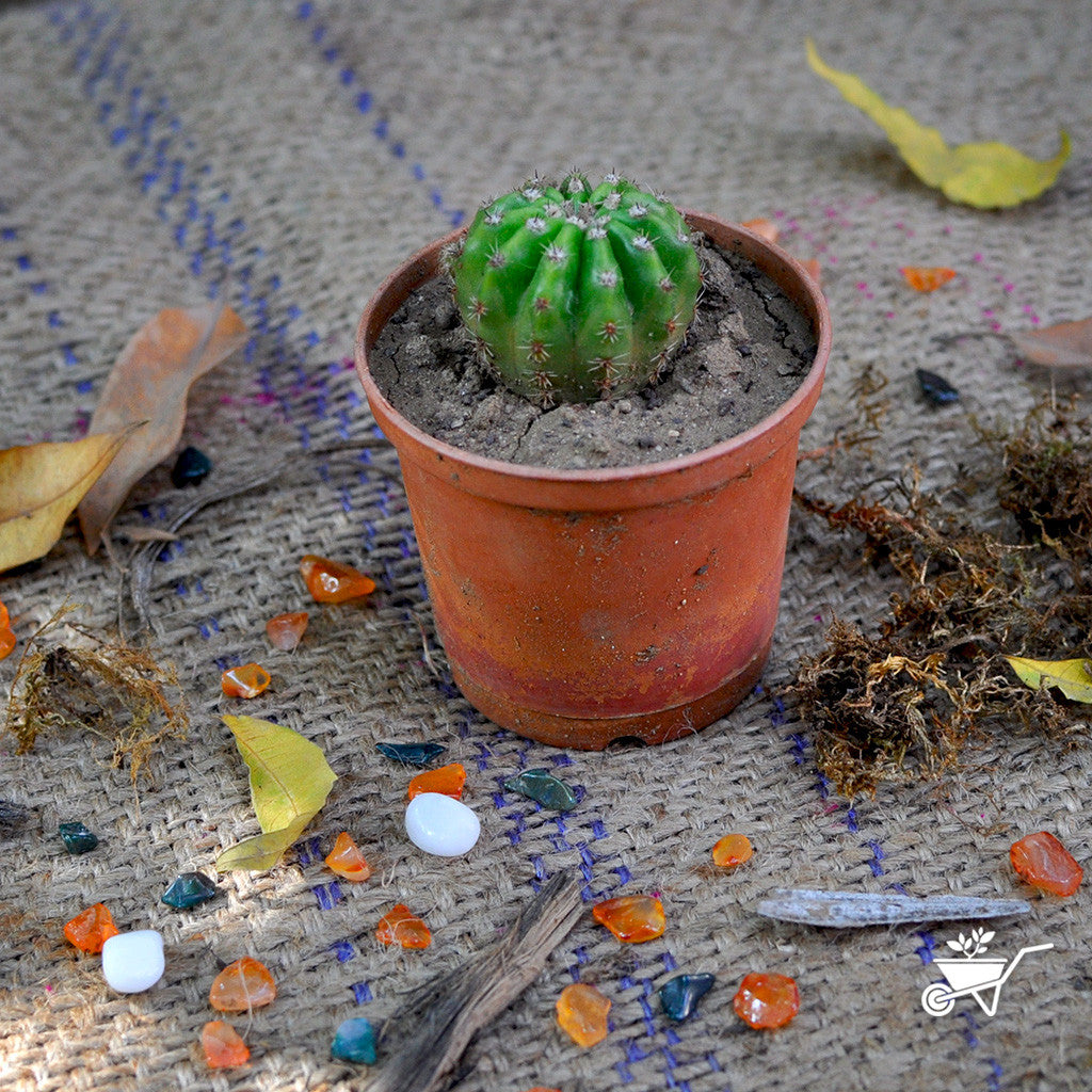 Echinopsis Terscheckii Plants myBageecha - myBageecha