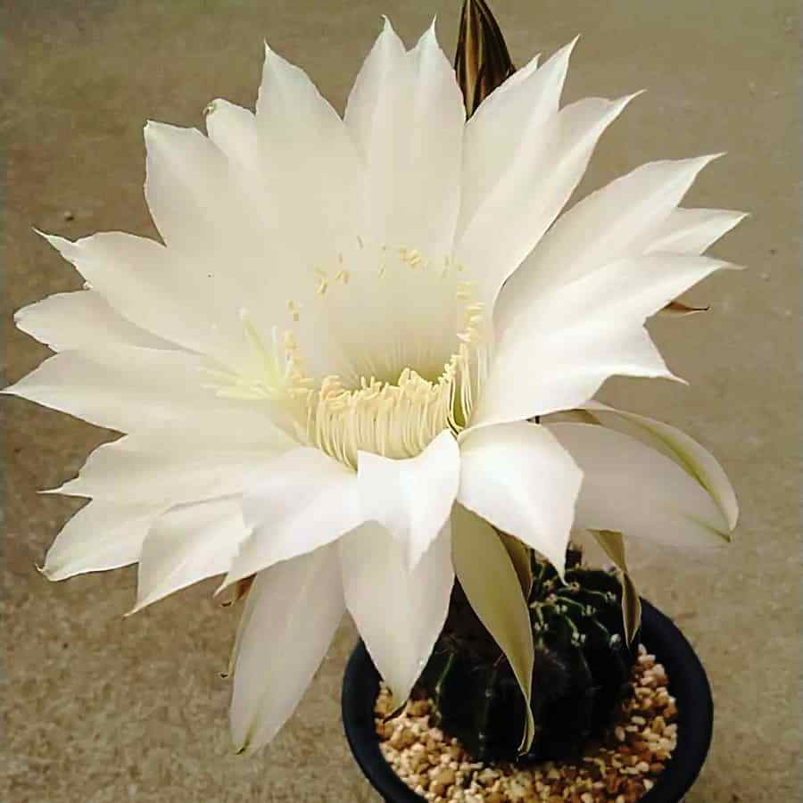 Echinopsis Eyriesii Cactus Plant - myBageecha