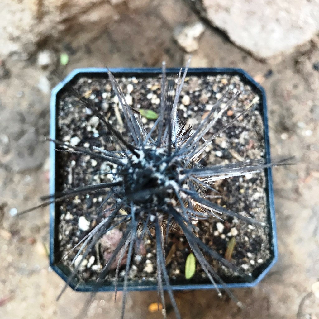 Setiechinopsis Mirabilis Flower of Prayer Cactus Plant - myBageecha