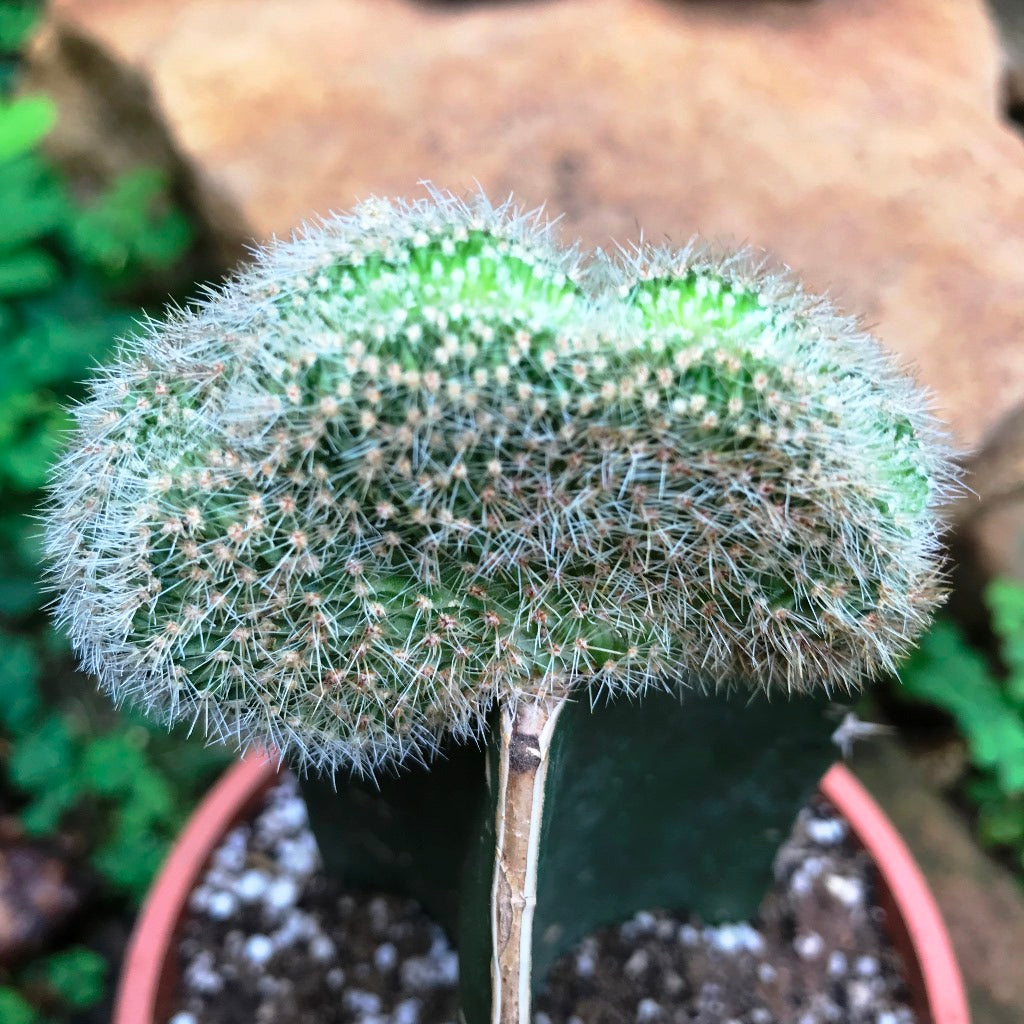 Echinopsis Silvestri f. Cristata Cactus Plant - myBageecha