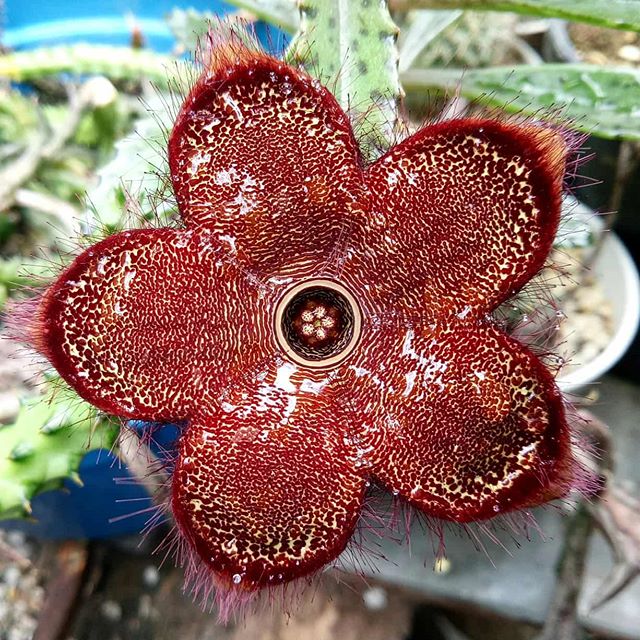 Edithcolea Grandish Clone Succulent Plant - myBageecha