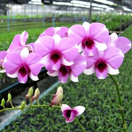 Den. Ekapol Pale Face - myBageecha