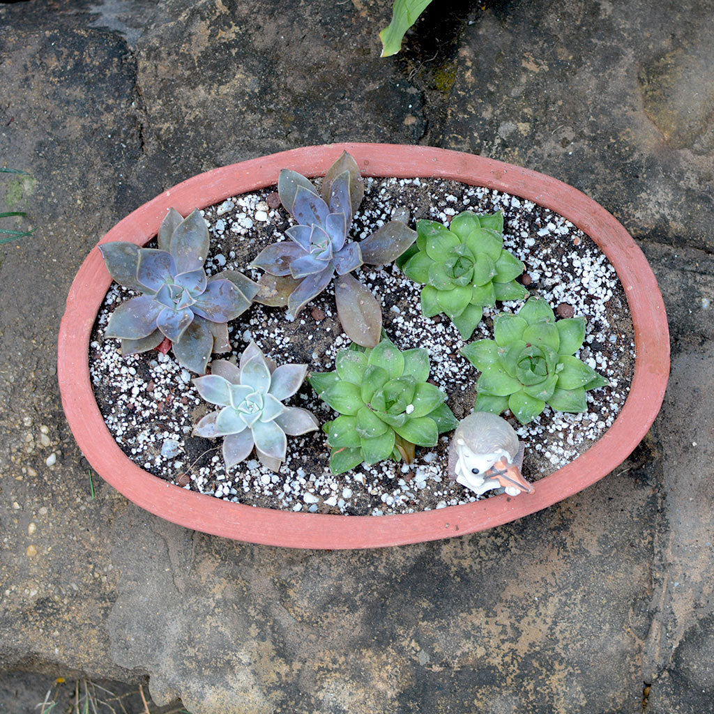 Top view of Oval Terracotta Pots - myBageecha