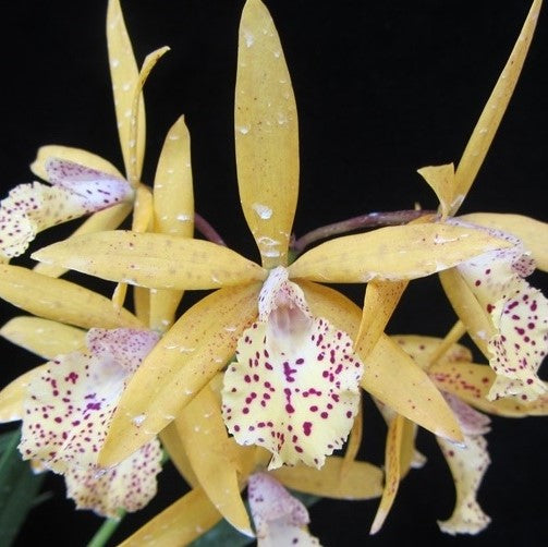 Catt. Encycvola Canary - myBageecha