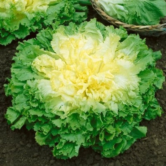Organic Endive Ruffec Seeds myBageecha - myBageecha