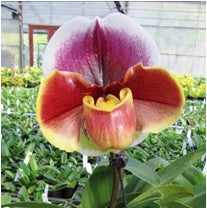 Enzan Crow X In Charm Circle Plants myBageecha - myBageecha