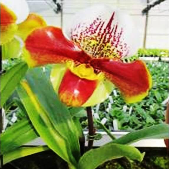 Enzan Win Fire Yearing X Yiying Colorful Clouds Plants myBageecha - myBageecha