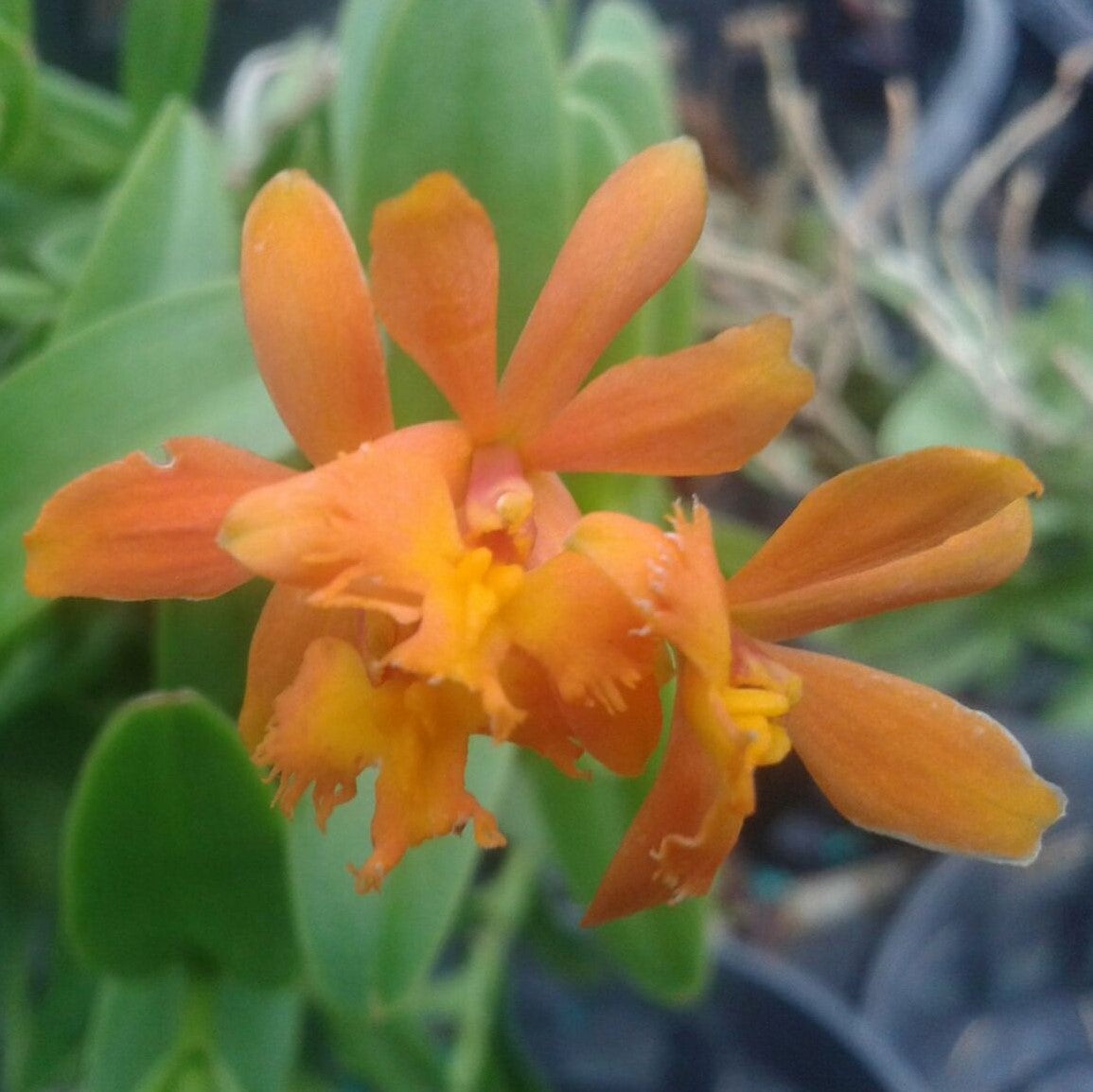Epidendrum Orange - myBageecha