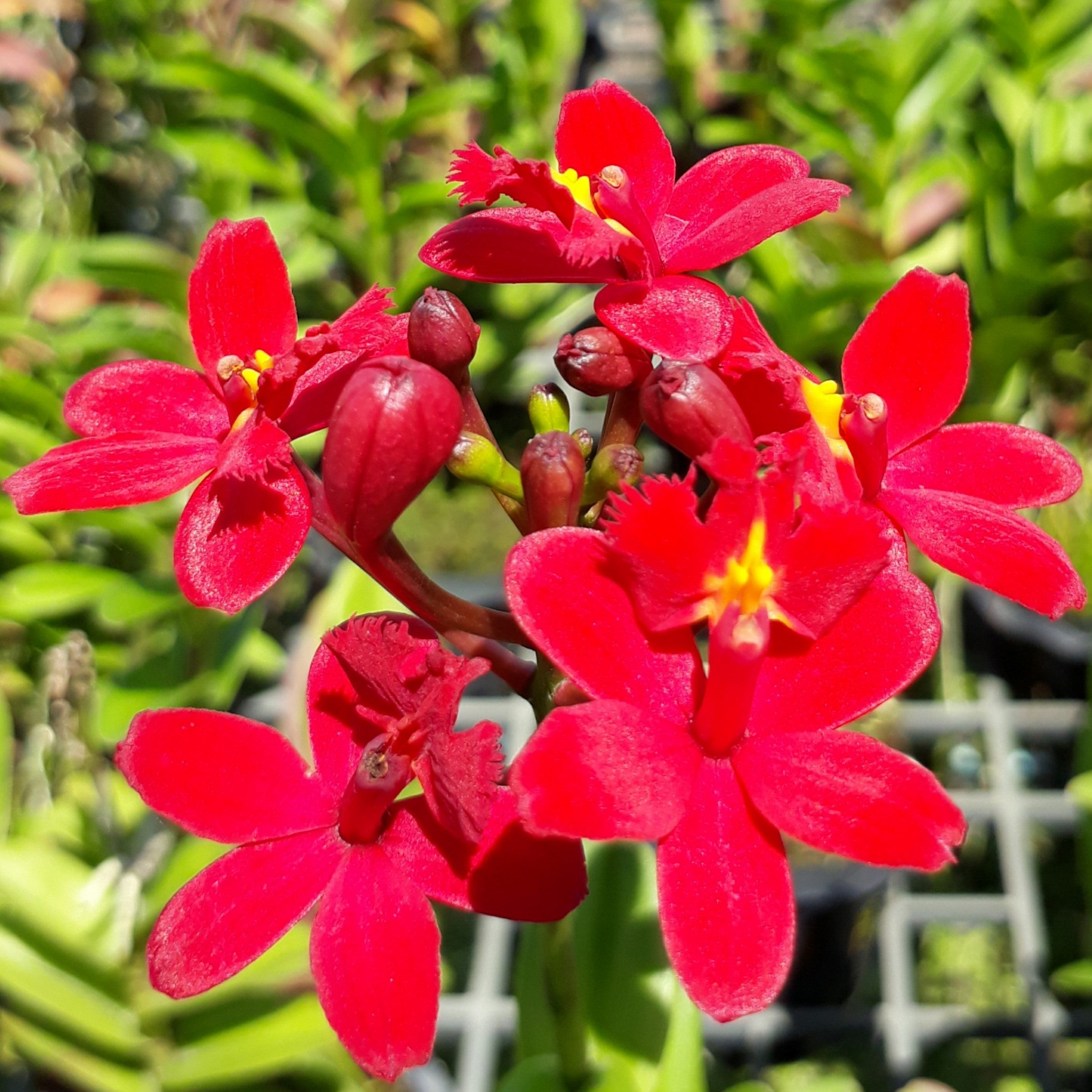 Catt. Epidendrum Red - myBageecha