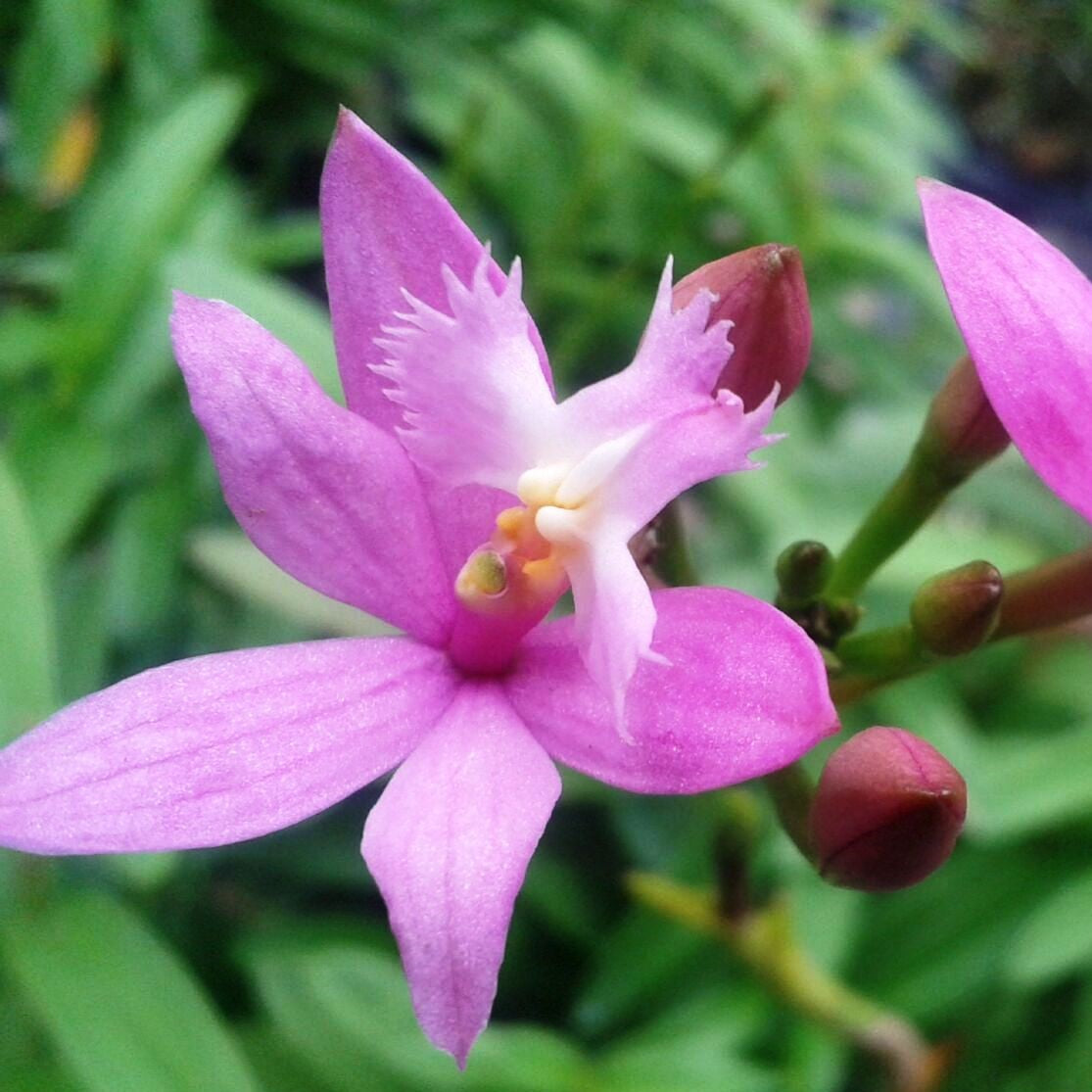 Epidendrum Pink - myBageecha