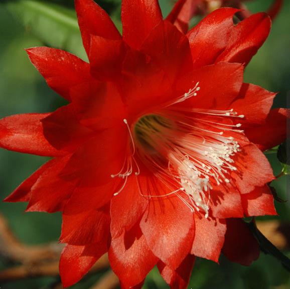 Epiphyllum Cutie Plant - myBageecha
