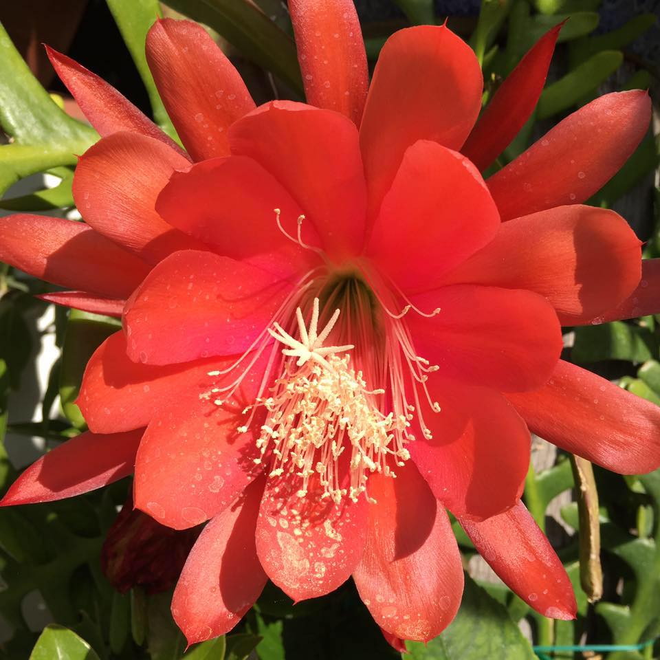 Epiphyllum Cutie Plant - myBageecha