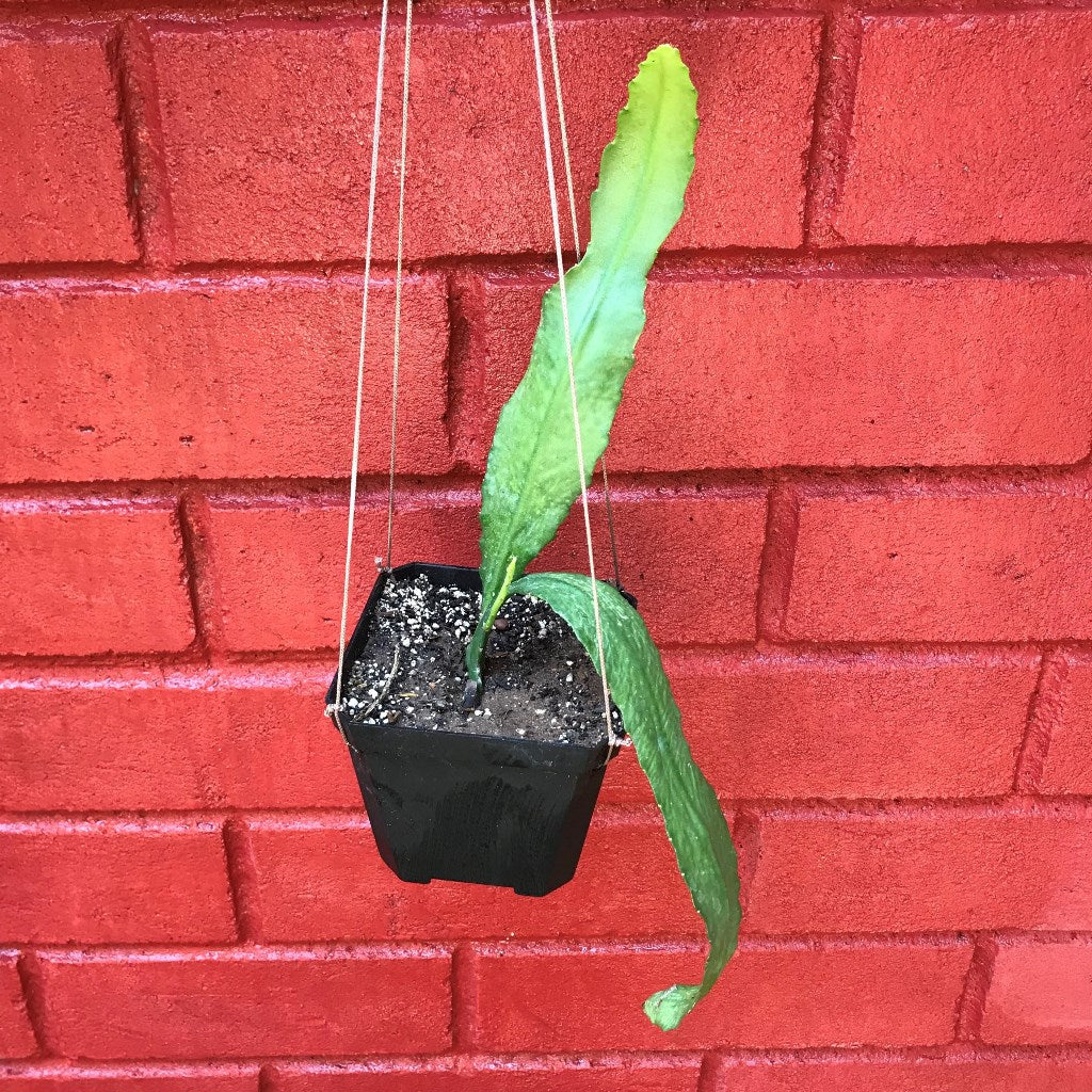 Disocactus Phyllanthoides German Empress Cactus Plant - myBageecha