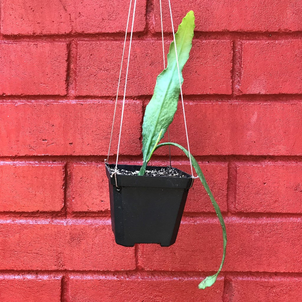 Disocactus Phyllanthoides German Empress Cactus Plant - myBageecha