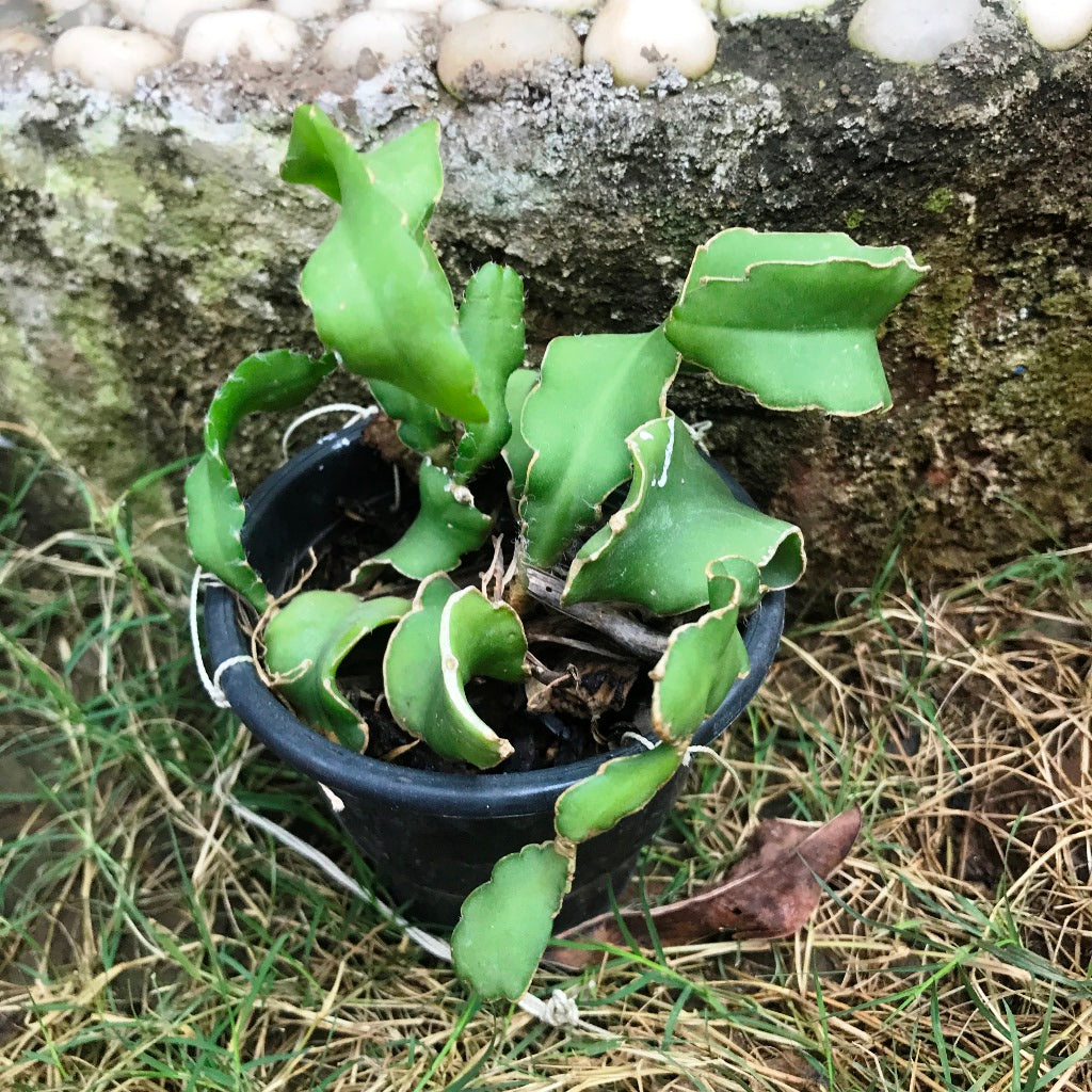 Epiphyllum Guatemalense f. Monstrosa Plant - myBageecha