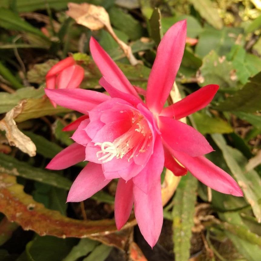 Epiphyllum Hybird Renown Plant - myBageecha
