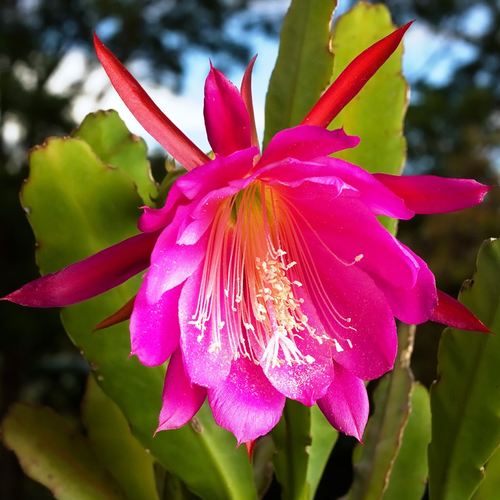 Epiphyllum Hybird Renown Plant - myBageecha