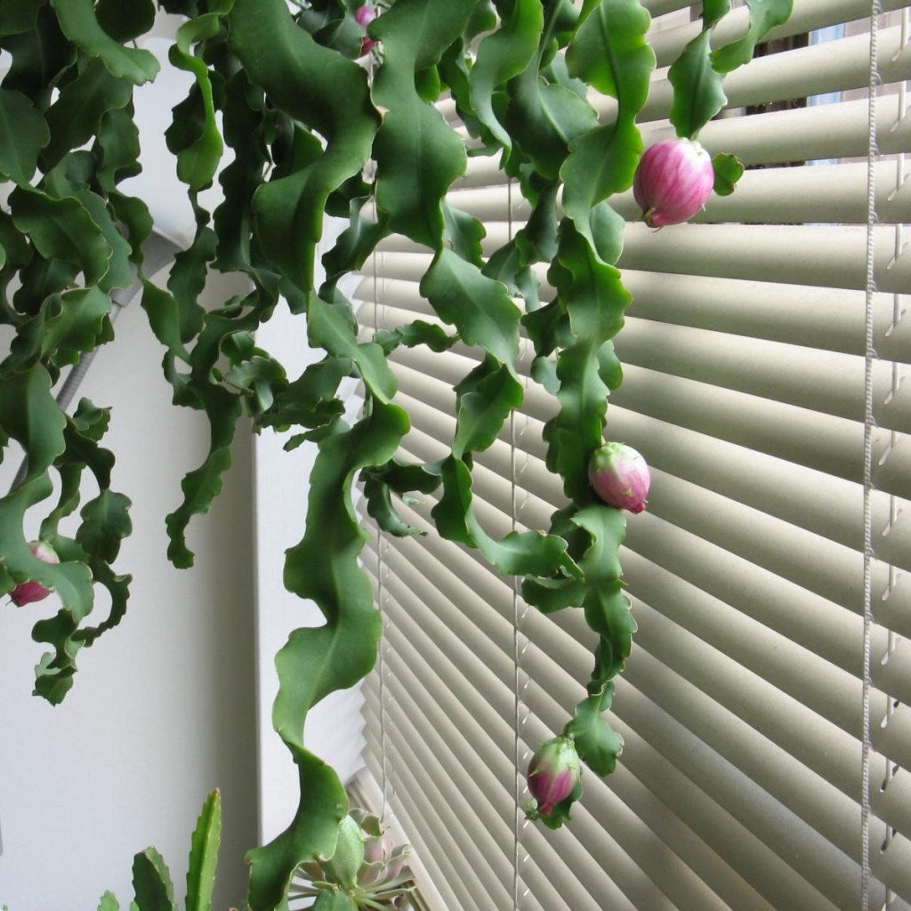 Epiphyllum Guatemalense f. Monstrosa Plant - myBageecha