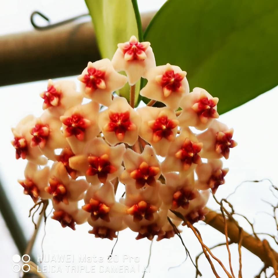 Hoya Erythrostemma Hat Som Paen Plant - myBageecha